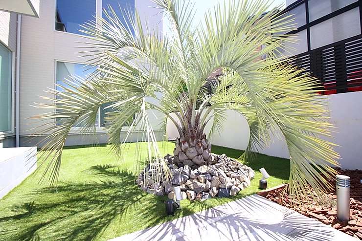 ココスヤシ（Cocos nucifera） - ノエルホームページ