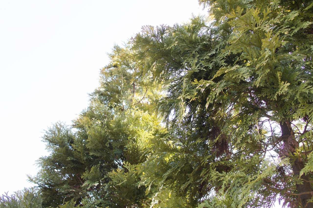 外構植栽図鑑『ヒノキ』今なお和風の伝統を支える樹木ヒノキの植栽における特徴とは