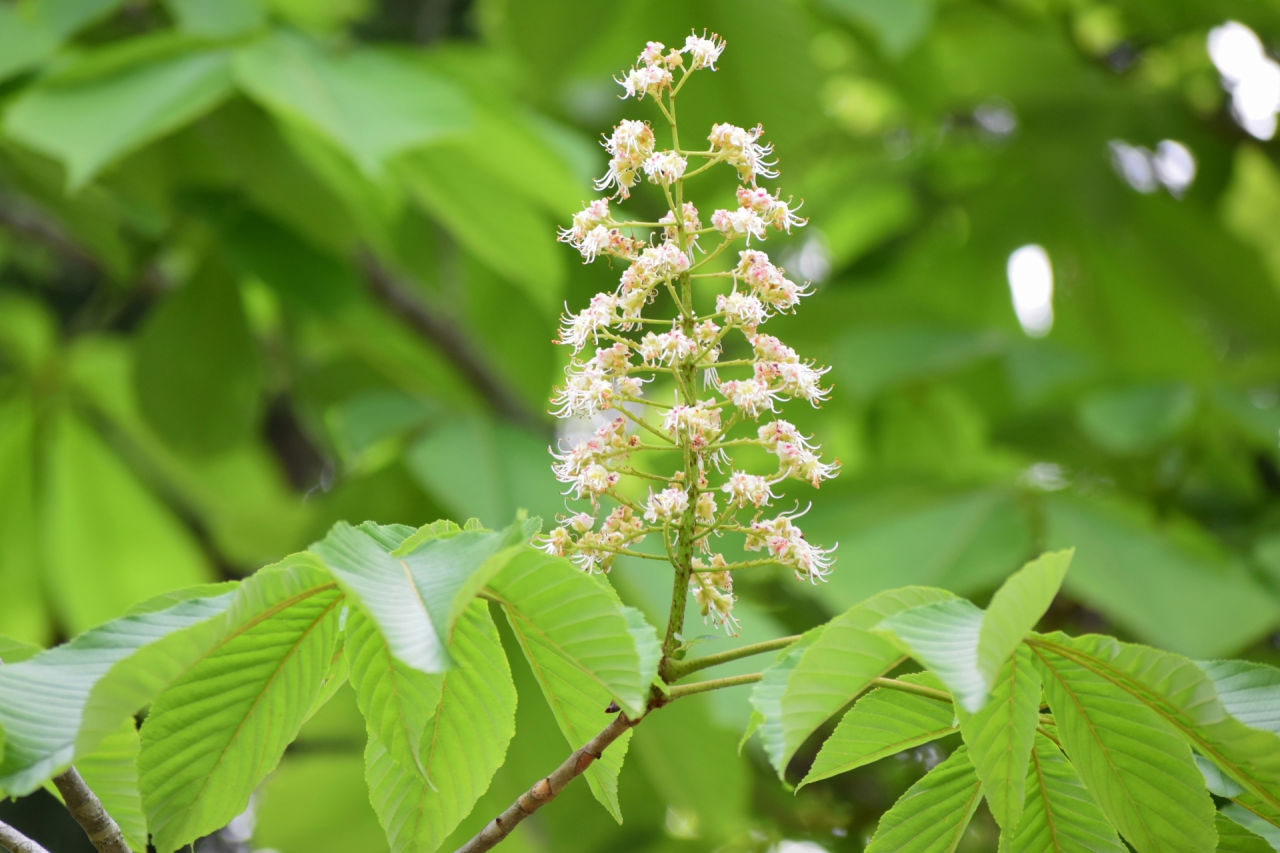 外構植栽『トチノキ』垂れ下がる葉と白や紅の花が美しいトチノキの特徴とは