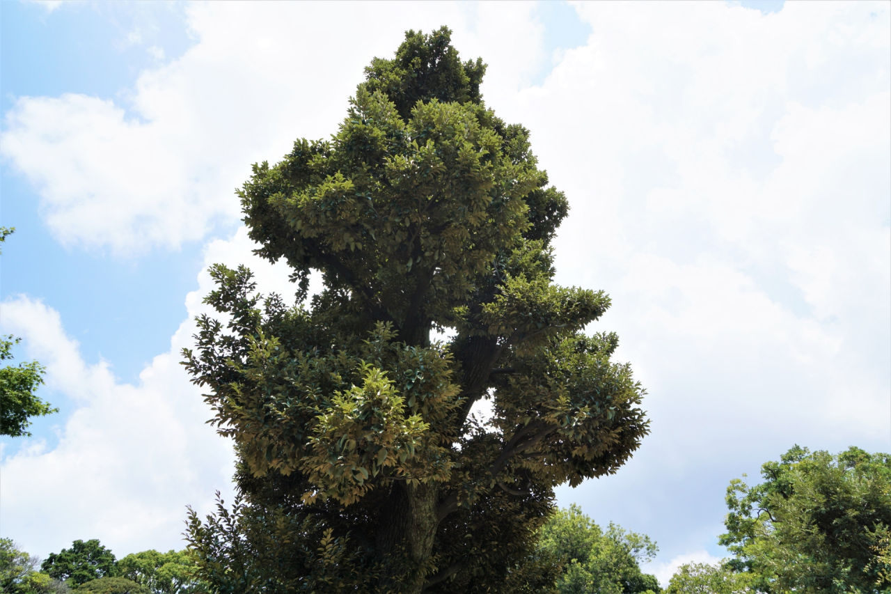 外構植栽『スダジイ』公園でも植えられるシイの木の植栽における特徴とは