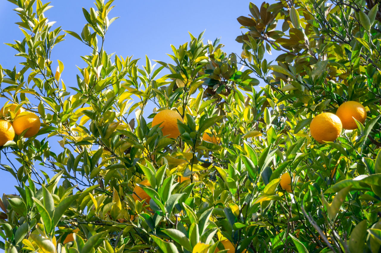 外構植栽『ナツミカン』香り良いミカン属ナツミカンの植栽における特徴とは