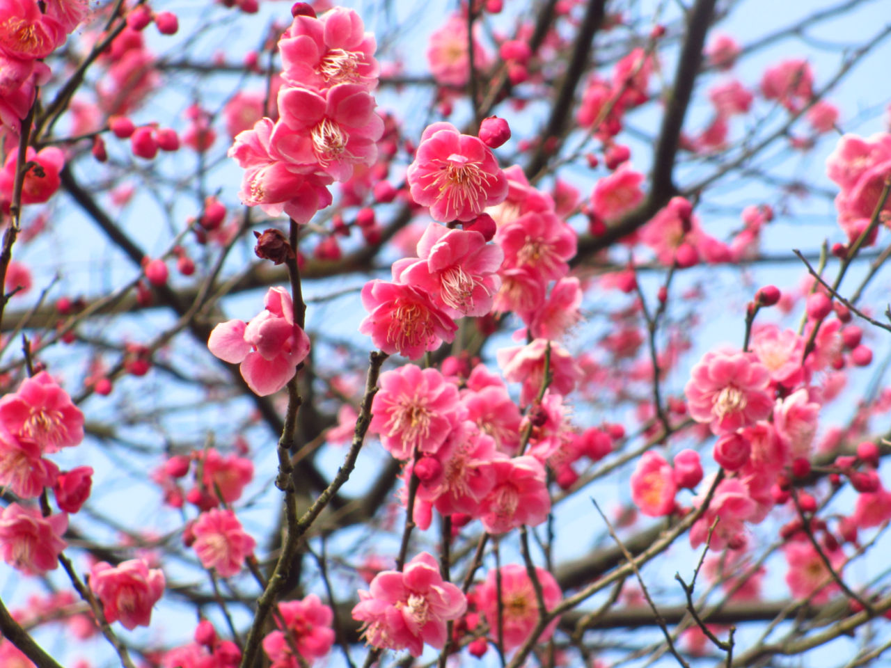 外構植栽『ウメ』春を代表する赤色の花、伝統ある庭木ウメの特徴とは
