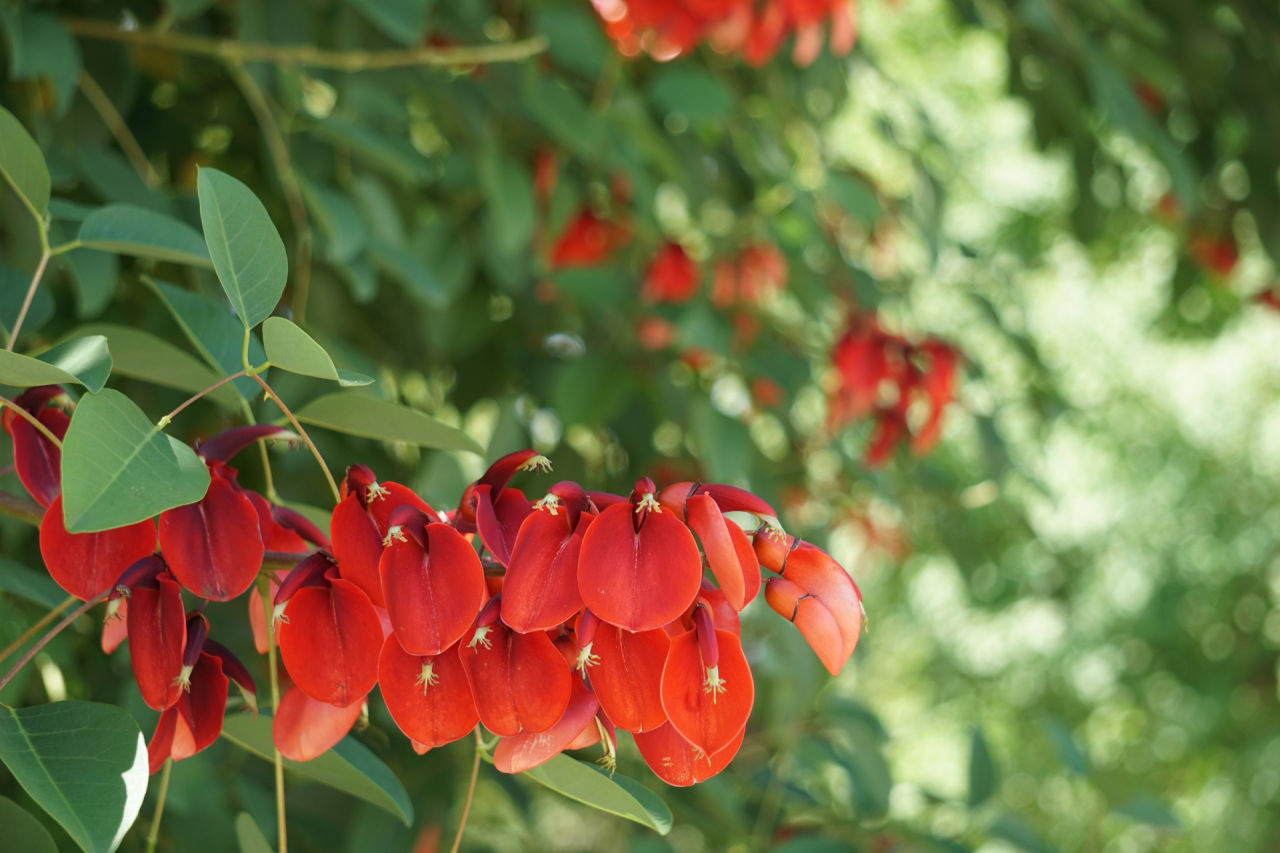 外構植栽『アメリカデイゴ』真紅の花が熱帯的印象を作る！アメリカデイゴの特徴とは