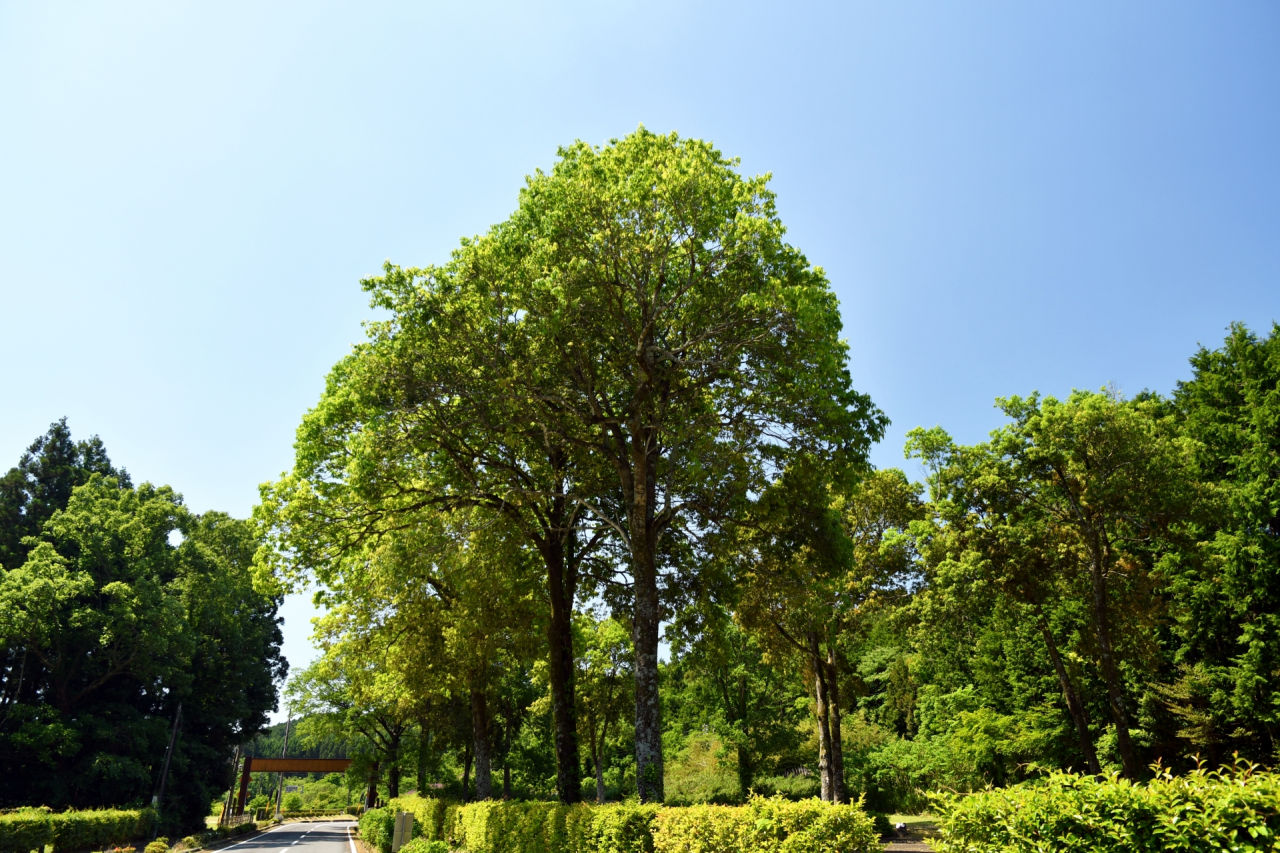 外構植栽『シラカシ』明るい葉色と細身が扱いやすい樹種の植栽における特徴とは