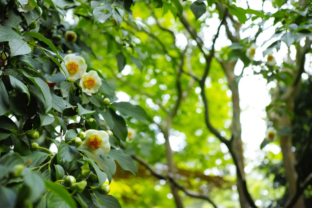 外構植栽『ナツツバキ』丸い白花とシンプルながら美しい葉をつけるナツツバキの特徴とは