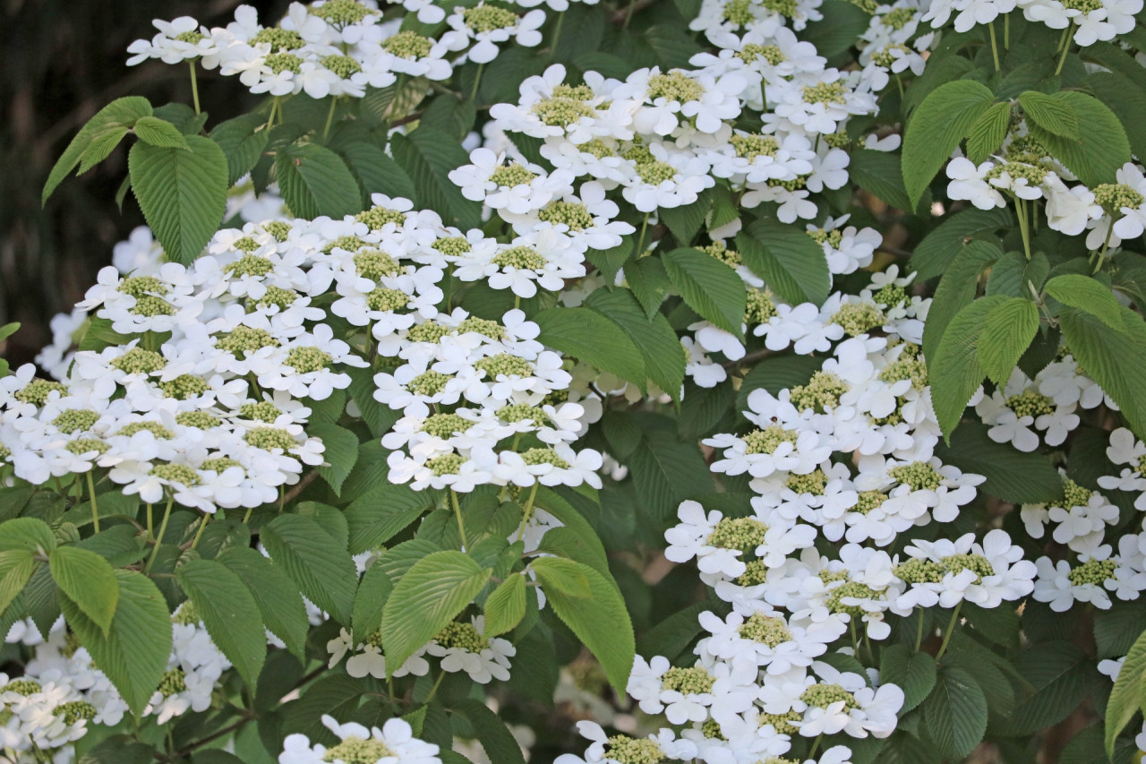 外構植栽『ヤブデマリ』可愛らしい白花をつけるヤブデマリの特徴とは